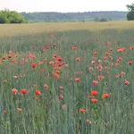 Schoene Aussicht